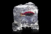 Iceberg - ledový blok rostoucí